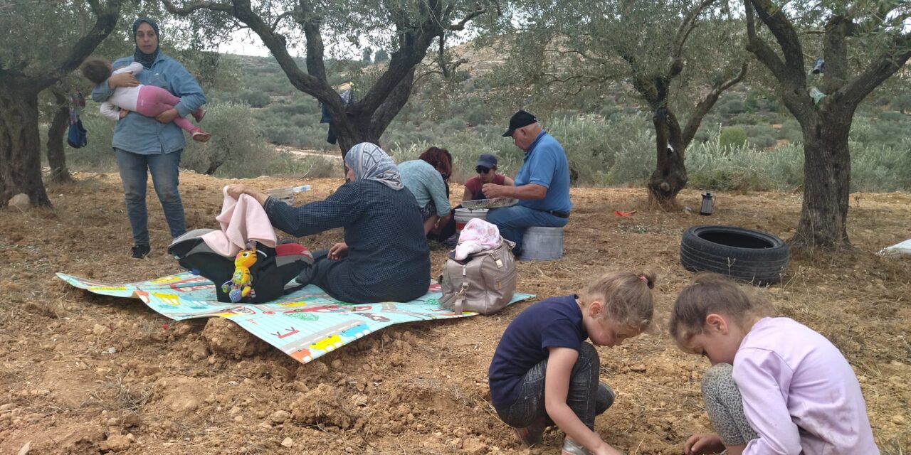 PALESTINA. VIDEO/FOTO. Le olive di Shireen a rischio aggressioni