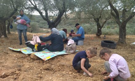 PALESTINA. VIDEO/FOTO. Le olive di Shireen a rischio aggressioni
