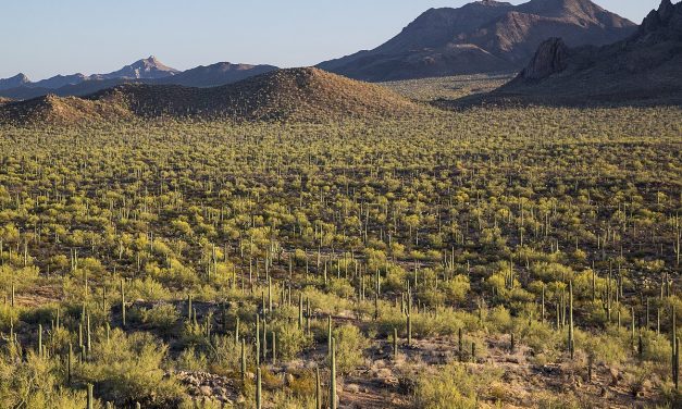STATI UNITI. La crociata di Trump contro i parchi nazionali e gli animali a rischio