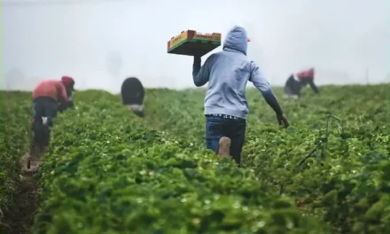 KENYA. I residenti occupano piantagioni di tè gestite da stranieri dall’epoca coloniale