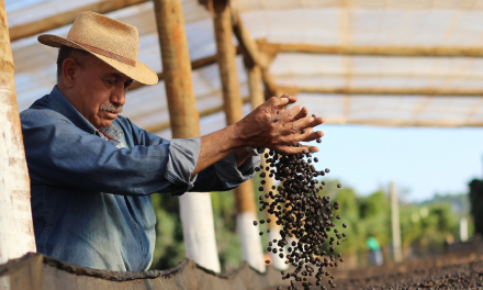 Crolla il prezzo del caffè alla borsa di NY. Le conseguenze sui piccoli produttori