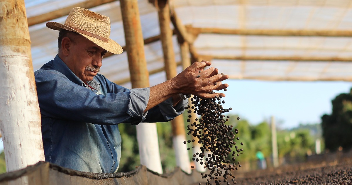 Crolla il prezzo del caffè alla borsa di NY. Le conseguenze sui piccoli produttori