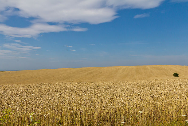 ECONOMIA. Grano: come la guerra in Ucraina rischia di affamare il Medio Oriente