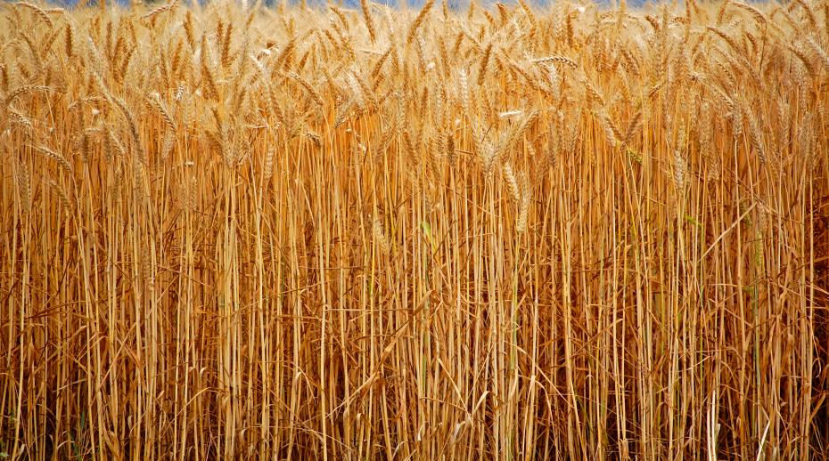 grano2 – Pagine Esteri
