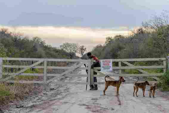 Per le pelli animali le industrie di auto disboscano il Paraguay