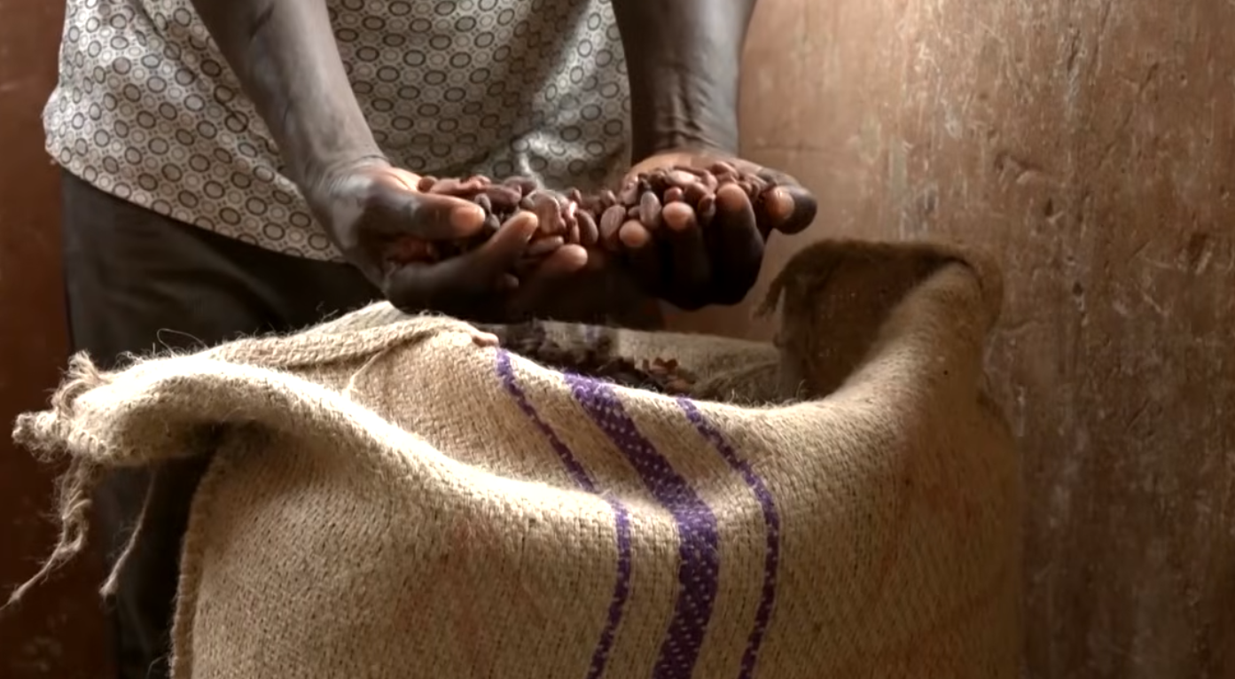 GHANA. Alla fame i coltivatori di cacao per il calo della domanda mondiale