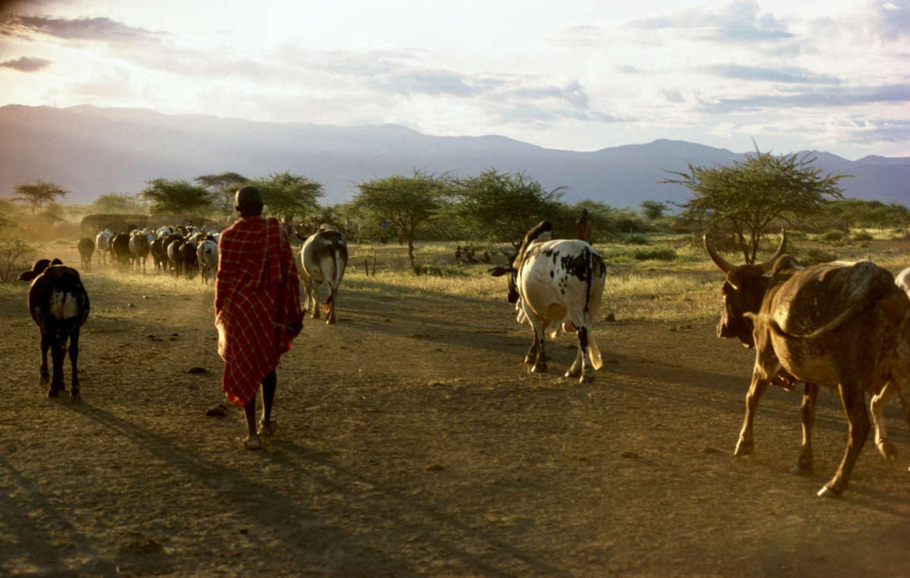 Verra ripristina un controverso progetto di crediti di carbonio in Kenya